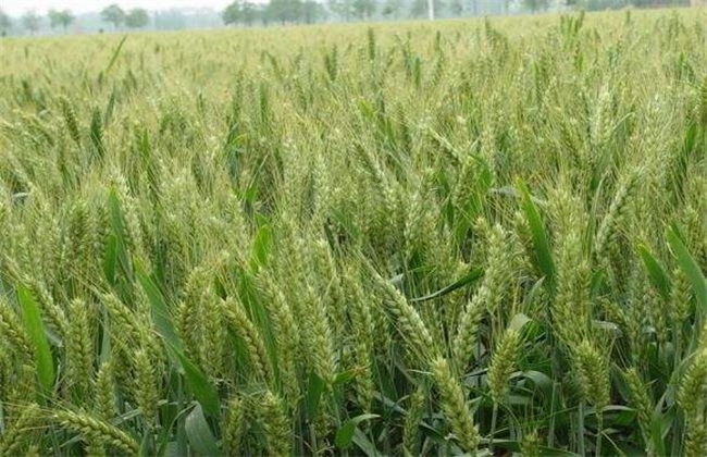 拔节期 田间管理 小麦