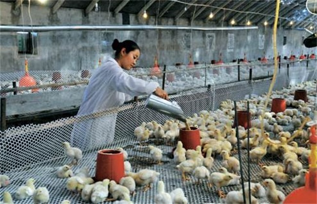 冬季养殖肉鸡的管理方法 