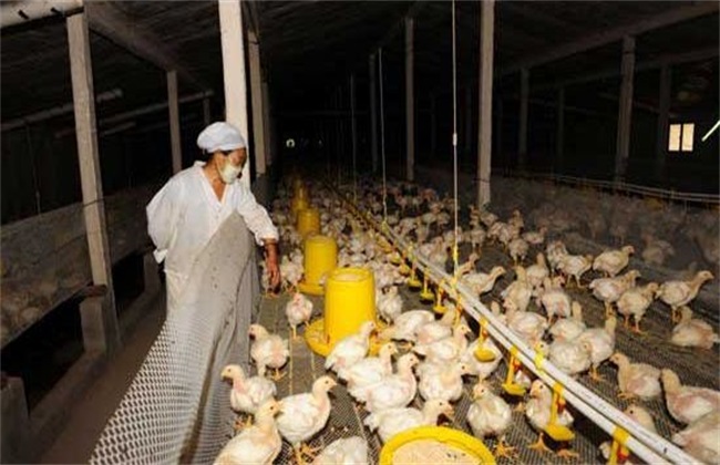 肉鸡 管理方法 冬季养殖