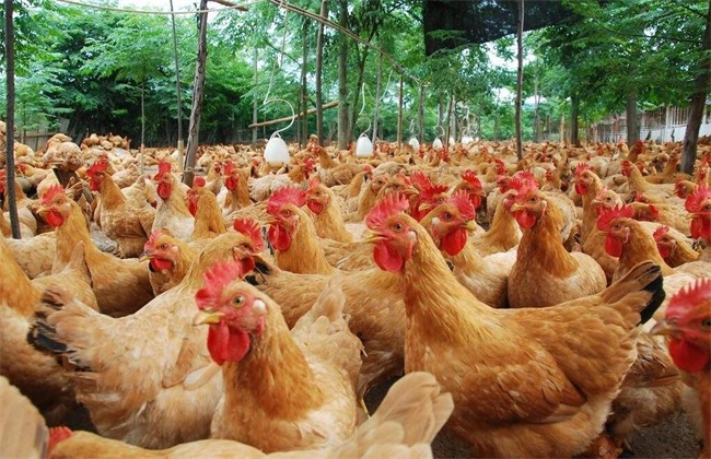 冬季养殖肉鸡的管理方法 