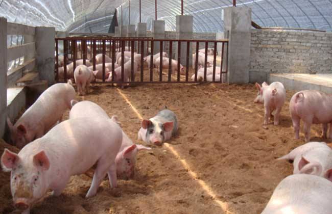 发酵饲料养猪有什么优点