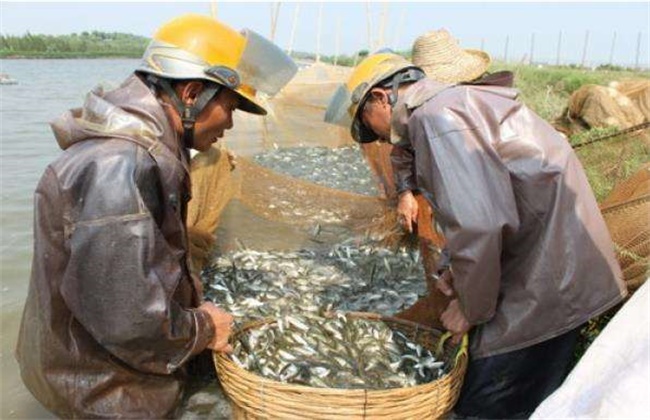 鲮鱼的养殖技术