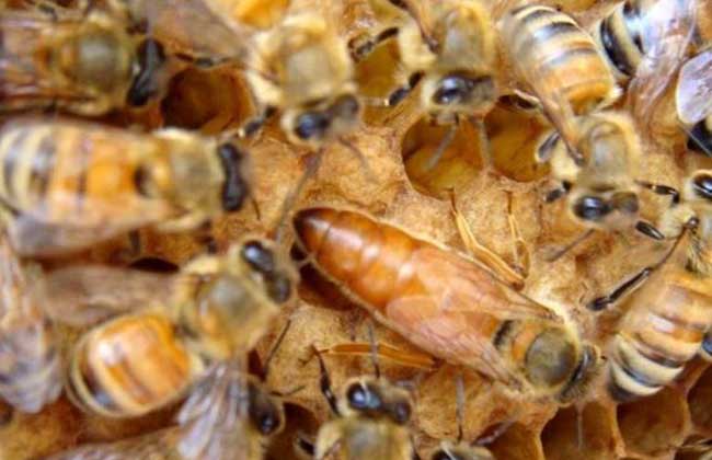 意蜂养殖注意事项