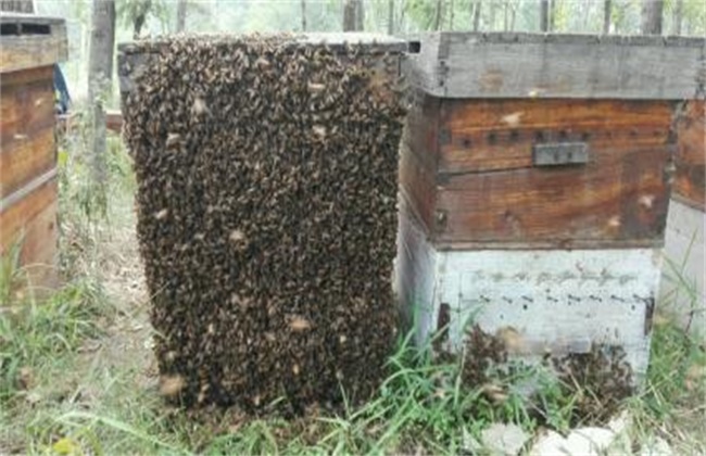 意蜂养殖注意事项