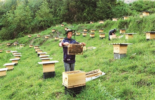 怎么样才能养好蜜蜂