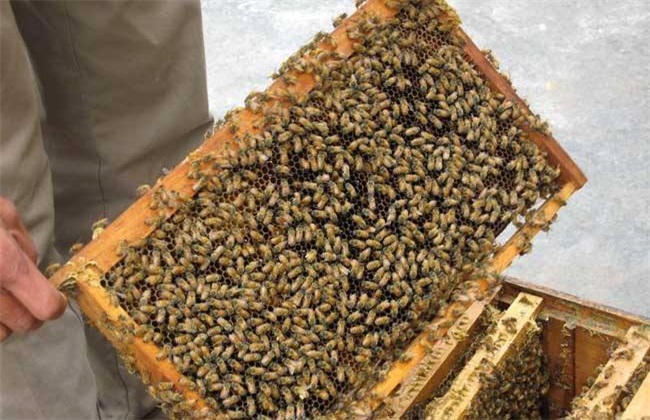 蜜蜂 养殖 方法