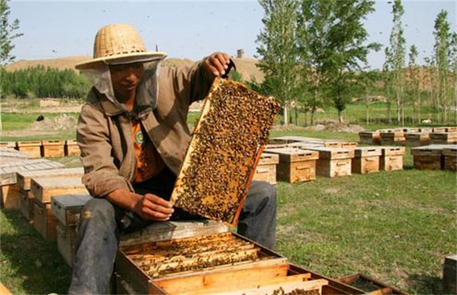蜜蜂 养殖 方法