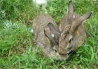 养殖野兔经常会出现的问题