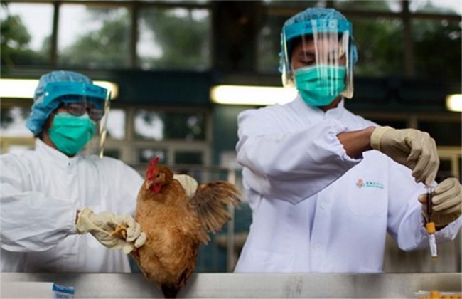 防治措施 鸡禽流感 症状