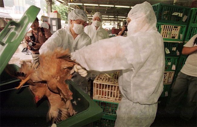 防治措施 鸡禽流感 症状