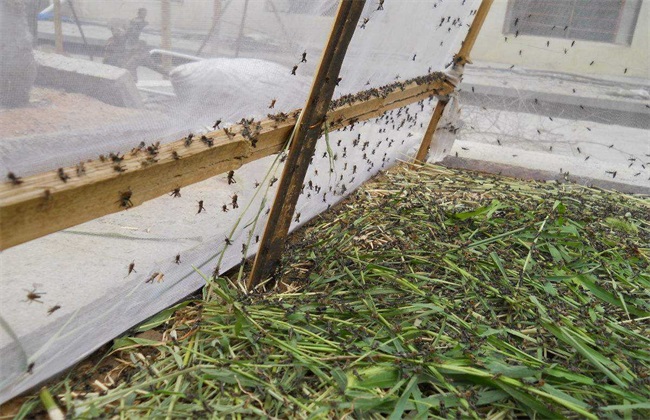 蚂蚱 养殖 技术