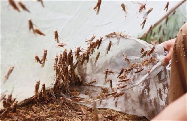 蚂蚱 管理要点 养殖