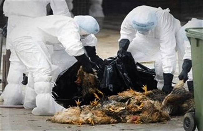 什么是 禽流感 H5N6