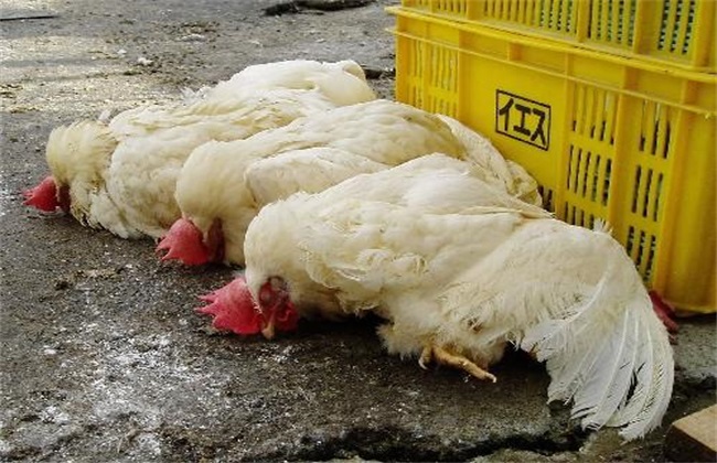什么是 禽流感 H5N6
