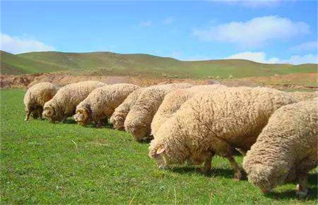 绵羊 要点 四季放牧