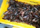小龙虾养殖的关键点