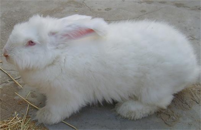 中国家兔品种图片