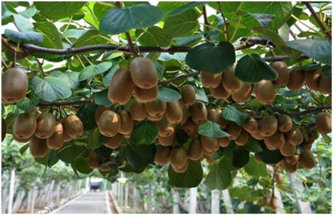 猕猴桃种植所需的环境