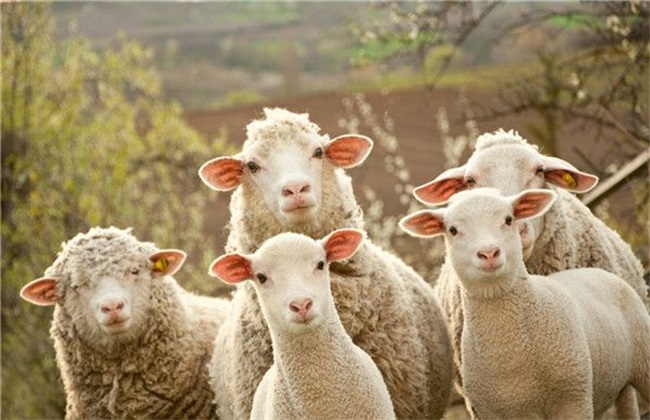 冬季养殖绵羊的管理要点