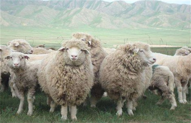 绵羊 管理要点 养殖