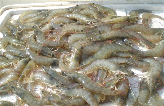 南美白对虾 养殖 注意事项