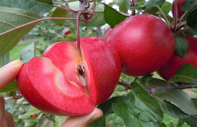 红肉苹果多少钱一斤