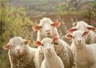 冬季养殖绵羊的管理要点