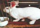 兔子养殖的四季管理