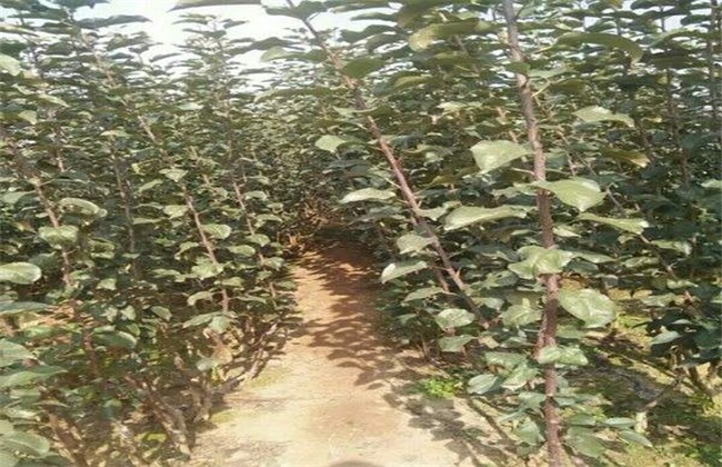 苹果种子种植方法
