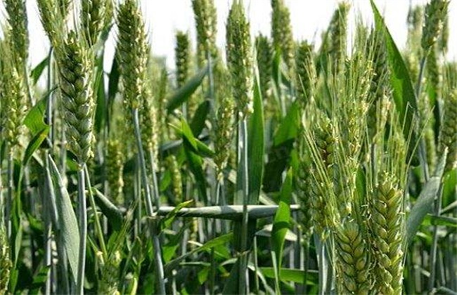 小麦 注意事项 播种