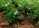土豆高产施肥方法