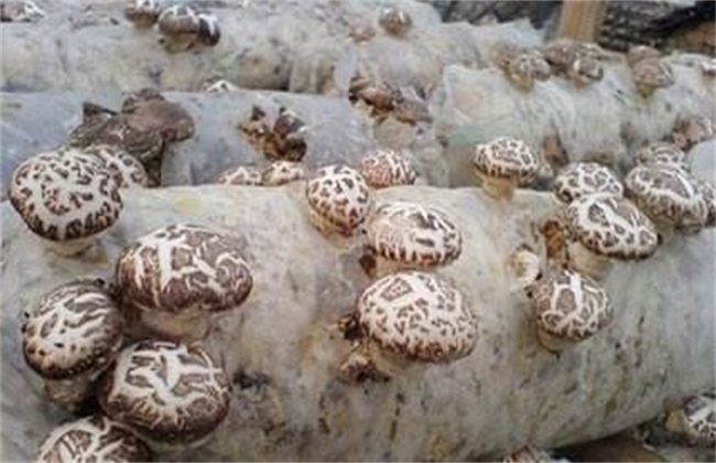 香菇 管理方法 秋季