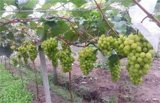 葡萄种植技术(深红无籽葡萄种植技术)