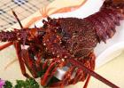 澳洲龙虾价格多少钱一斤
