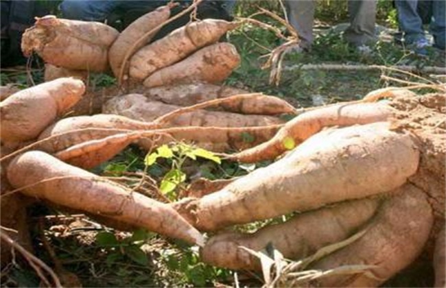 木薯 田间管理 种植