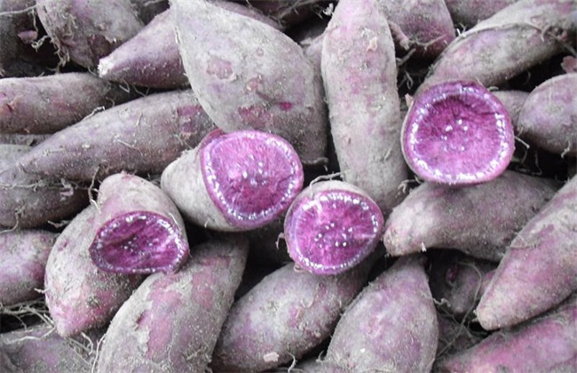 方法 种植 紫薯