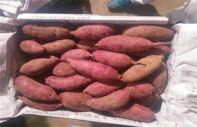 常见病虫害 防治方法 紫薯
