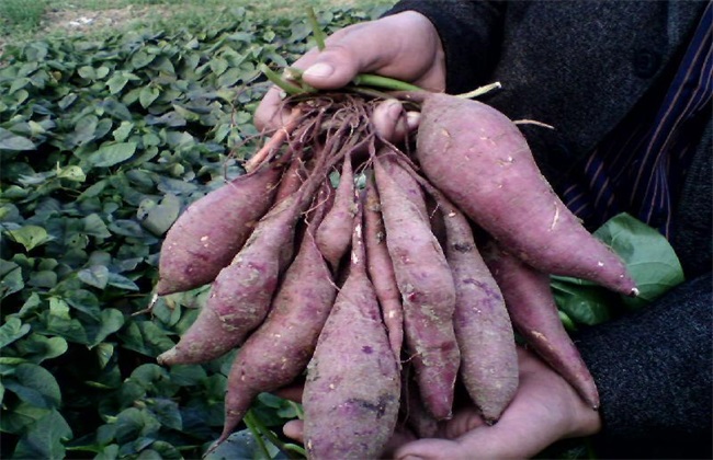 紫薯的田间管理