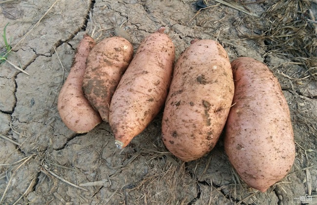 田间管理 紫薯 种植