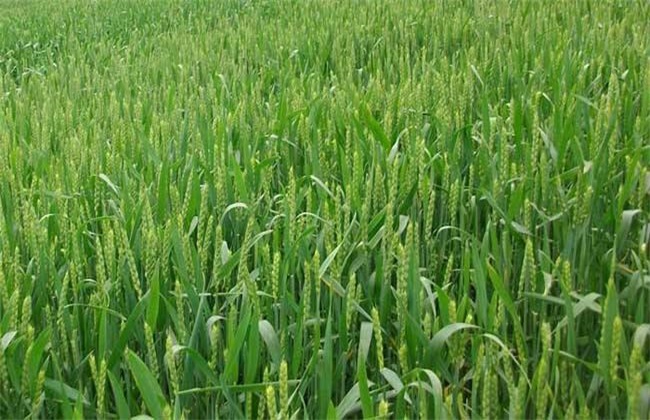 冬小麦的需肥特点