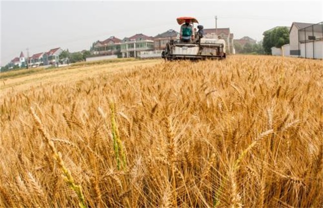 冬小麦 需肥特点 种植