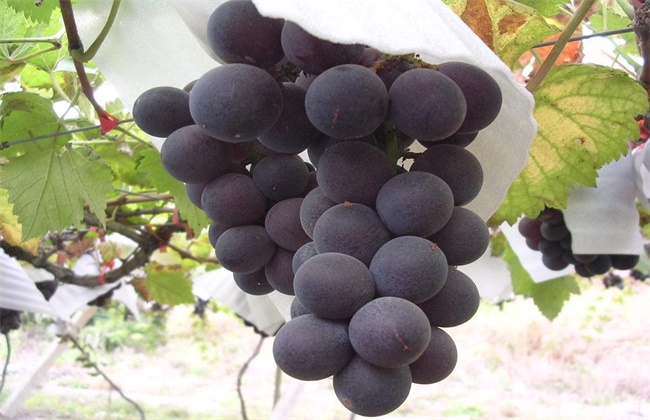 2018种啥葡萄品种最好