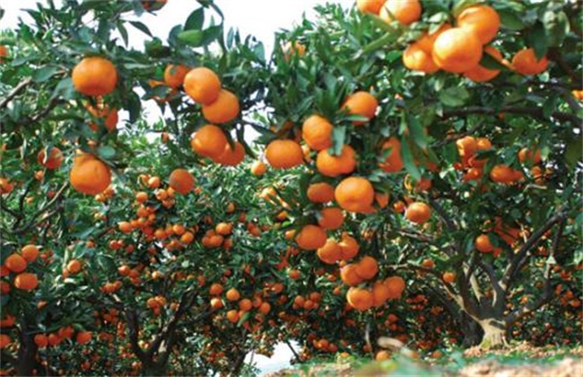 柑橘树修剪原因