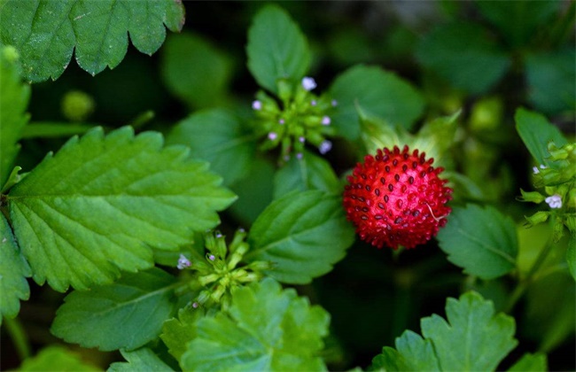 蛇莓的种植技术