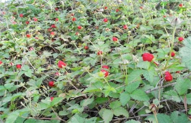 蛇莓的种植技术