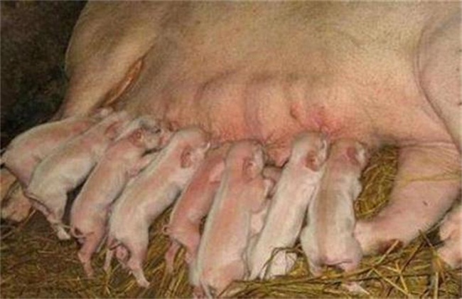 温度要随着幼猪的生长时间慢慢降低,刚出生的幼猪由于才脱离了母体的