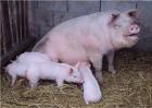 养殖幼猪前期注意事项