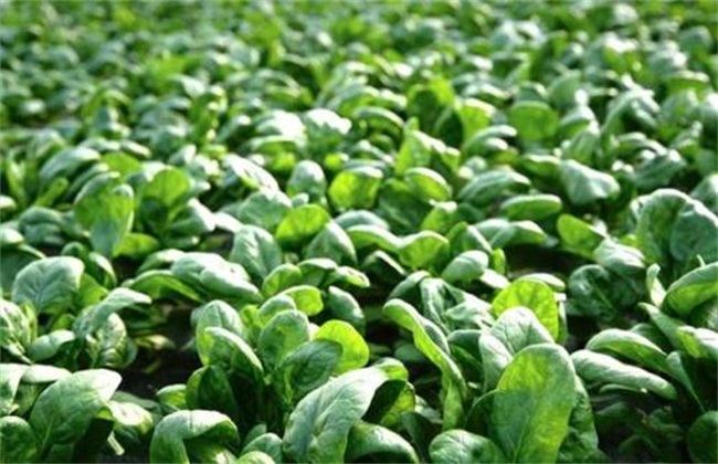 菠菜 生长环境 种植