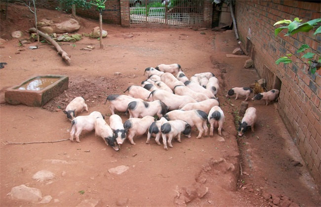 香猪 养殖 方法