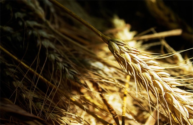 小麦价格多少钱一斤
